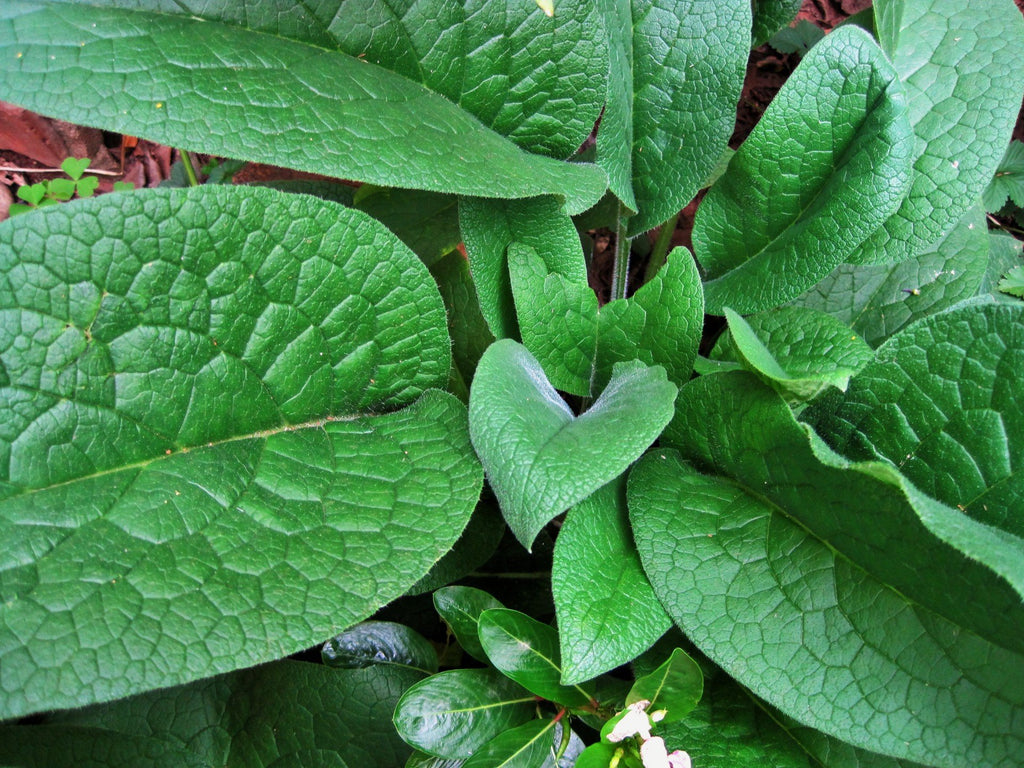 Comfrey (Symphytum officinale) Fresh Herb Plant Leaf
