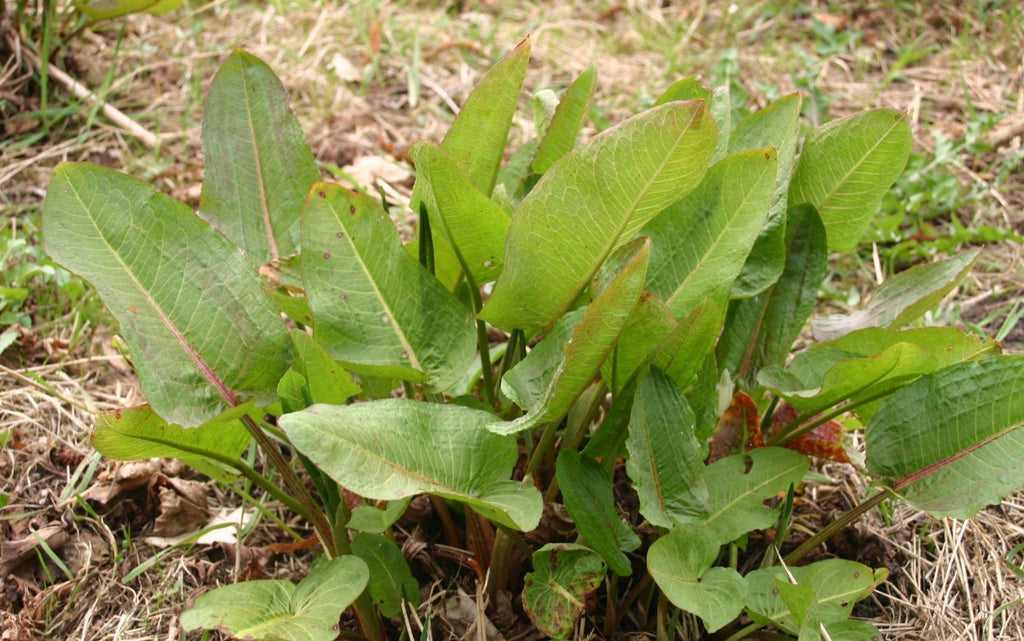 Yellow Dock (Rumex spp) Fresh Herb Plant Leaf