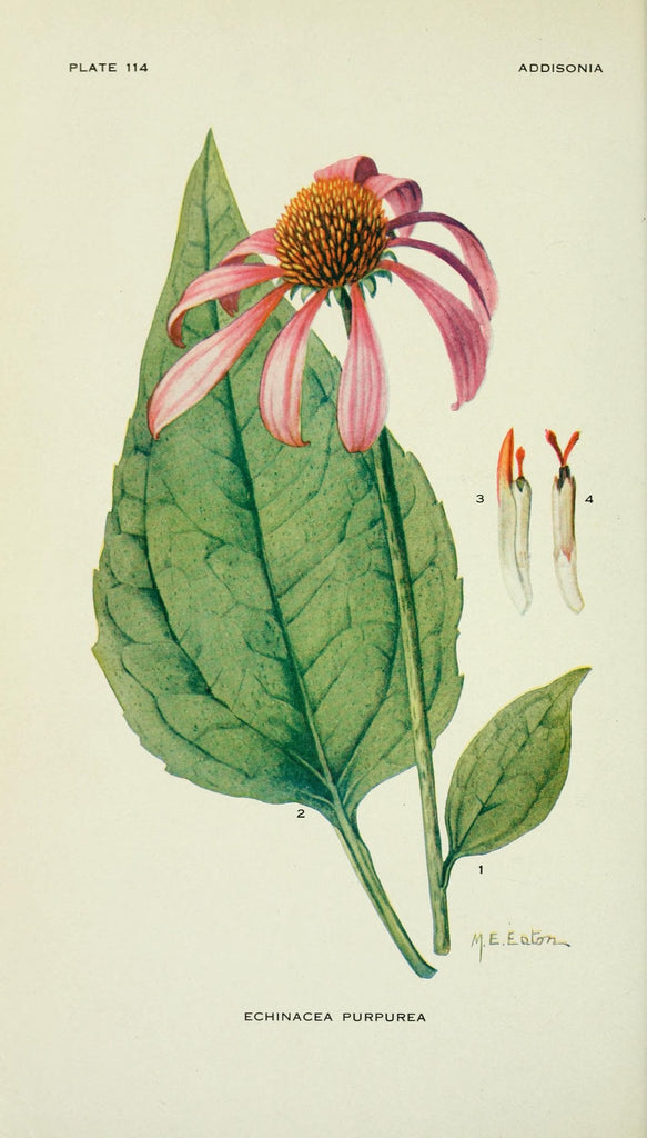 Echinacea (Echinacea purpurea/angustifolia) Vintage Botanical Illustration