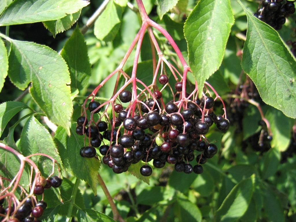 Elderberry (Sambucus nigra / canadensis) Fresh Wild Plant in Fruit