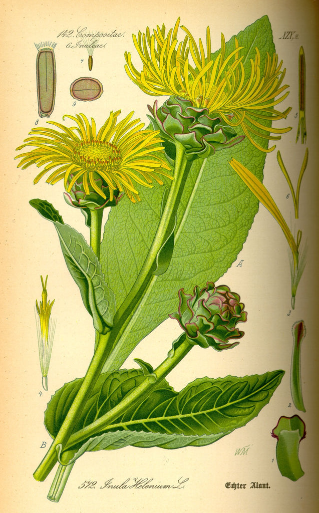 Elecampane (Inula helenium) Vintage Botanical Illustration