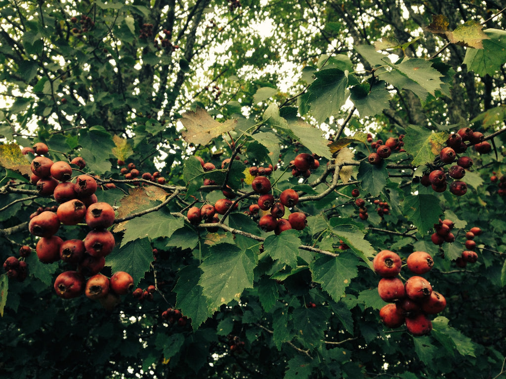 Hawthorn Berry (Crataegus spp.) Wild Tree Fruits and Leaves