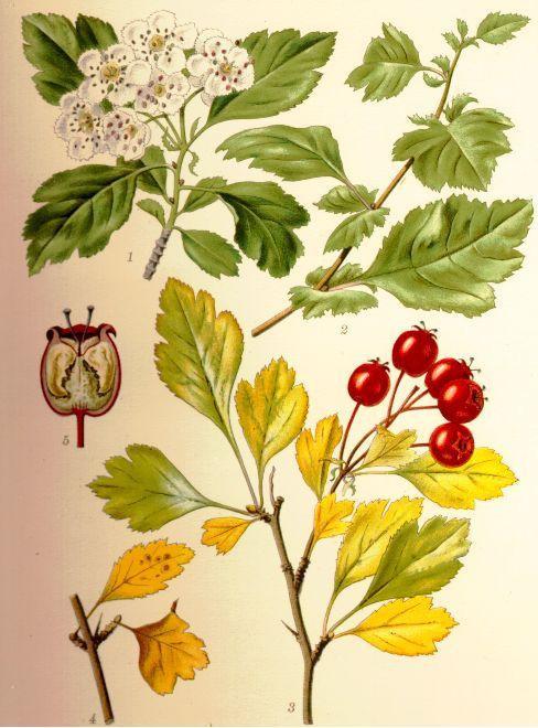 Hawthorn Berry (Crataegus spp.) Vintage Botanical Illustration