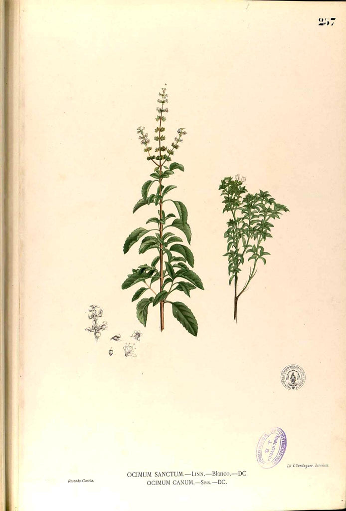 Holy Basil Tulsi (Ocimum sanctum) Vintage Botanical Illustration