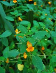 Jewelweed (Impatiens capensis) Herb Plant Flower Blossom and Leaf