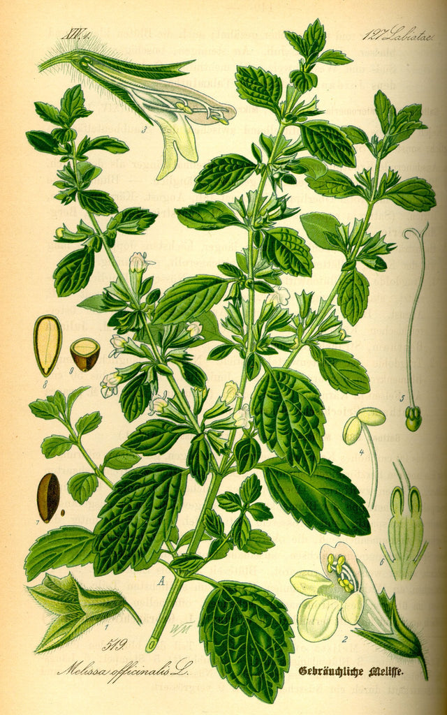 Lemon Balm (Melissa officinalis) Vintage Botanical Illustration