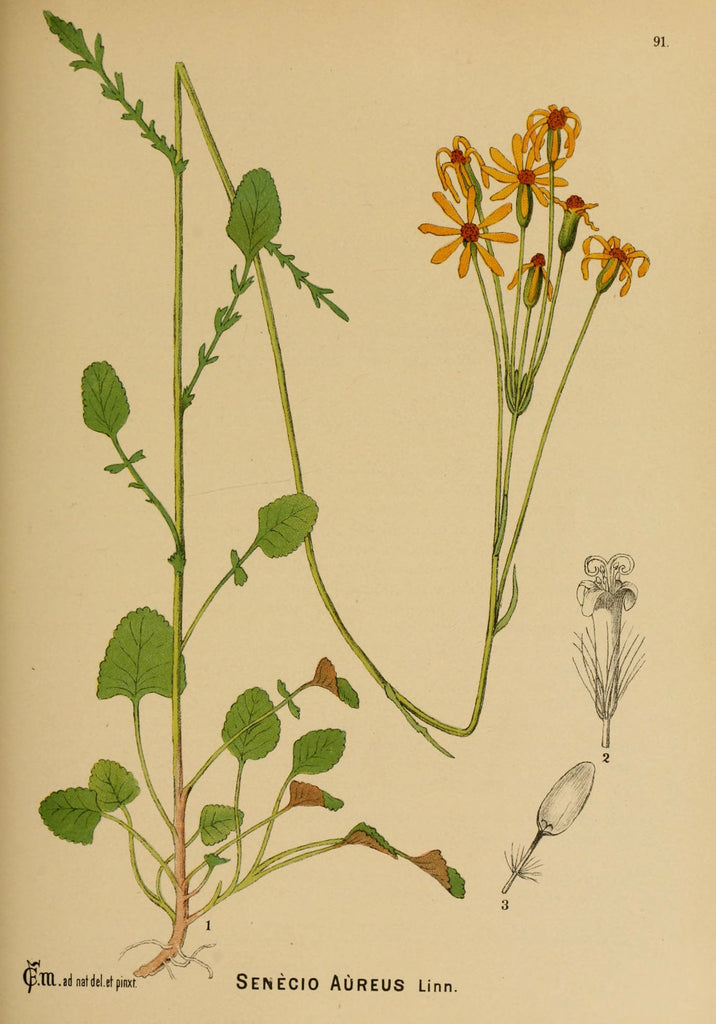 Liferoot (Senecio aureus) Vintage Botanical Illustration