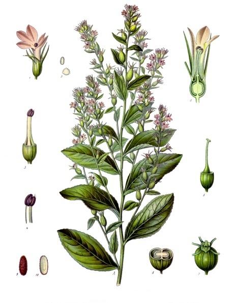 Lobelia (Lobelia inflata) Vintage Botanical Illustration