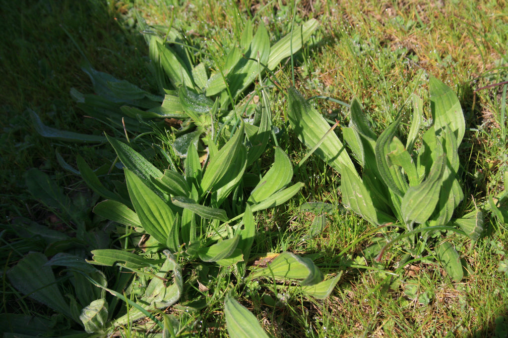 Plantain (Plantago major/lanceolata) Fresh Wild Plant Leaf Herb