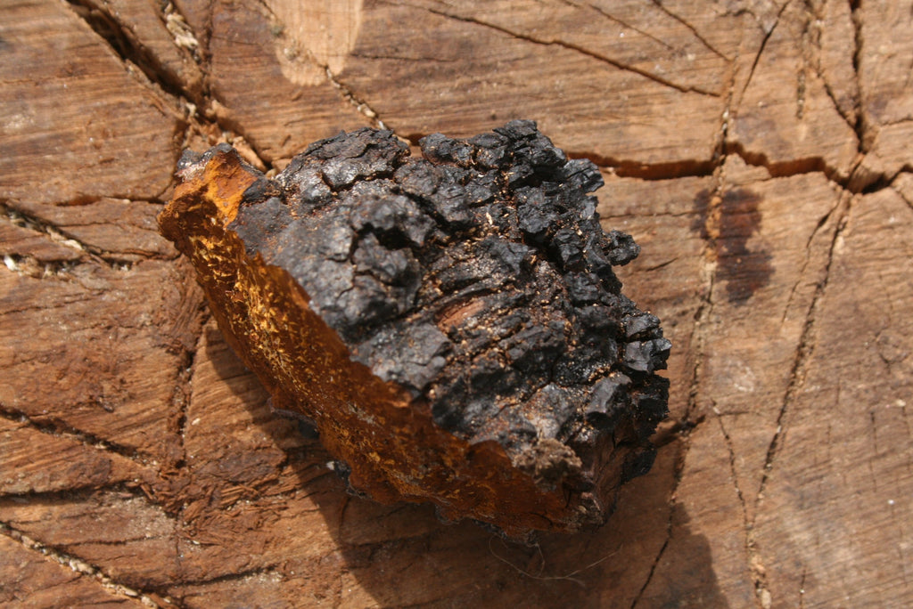Chaga Mushroom (Inonotus obliquus) Fresh Fruiting Body