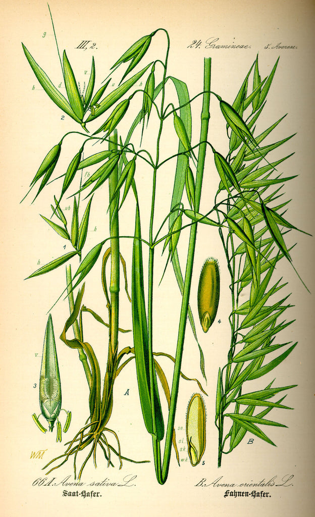 Milky Oats (Avena sativa) Vintage Botanical Illustration