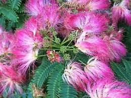 Mimosa (Albizia julibrissin) Fresh Herb Leaf and Flowers Blossoms