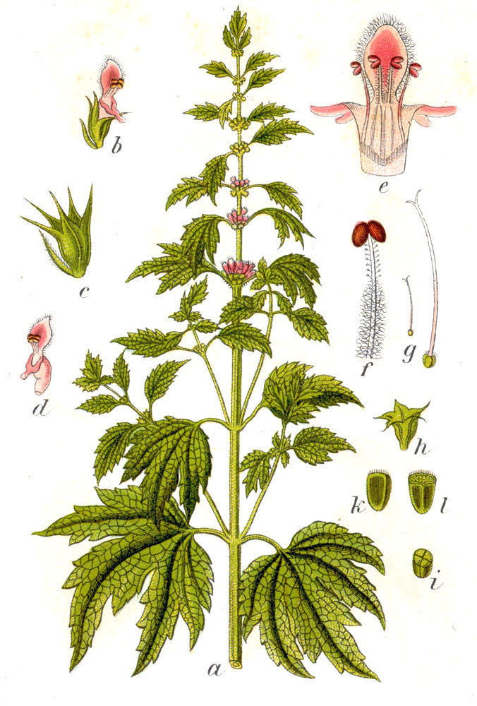 Motherwort (Leonurus cardiaca) Vintage Botanical Illustration