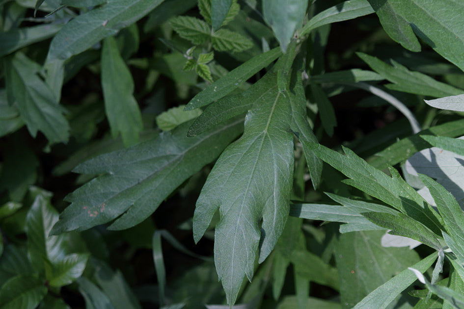Mugwort (Artemisia vulgaris) Fresh Wild Plant Herb Leaf