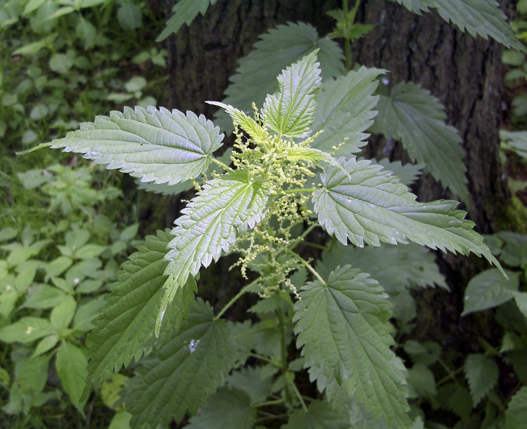 Nettle (Urtica dioica) Fresh Plant Herb Leaf and Seed Flower Blossom