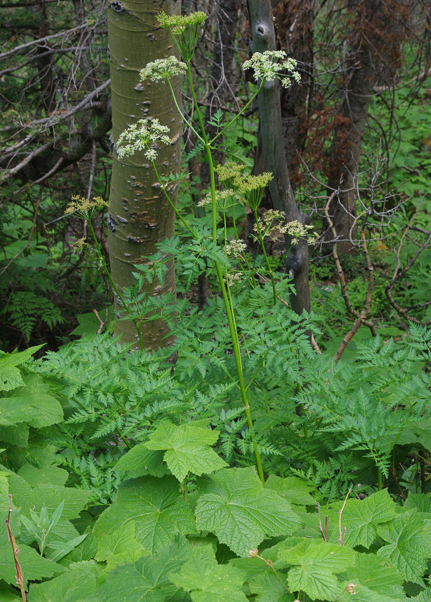 osha plant seeds American Ginseng Elixir (Panax quinquefolius) Herbal Extract