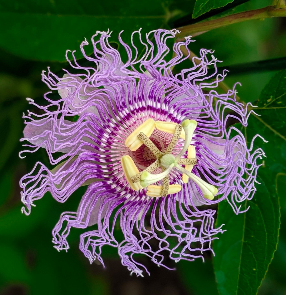 Passionflower (Passiflora incarnata) Blossom Flower Herb Plant for Sleeplessness