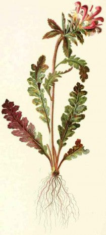 Pedicularis (Pedicularis canadensis) Vintage Botanical Illustration