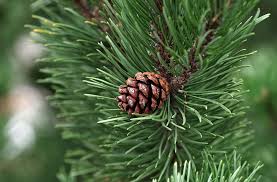 Pine (Pinus spp.) Tree Needle