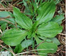 Plantain (Plantago major/lanceolata) Wild Fresh Herb Plant Leaf