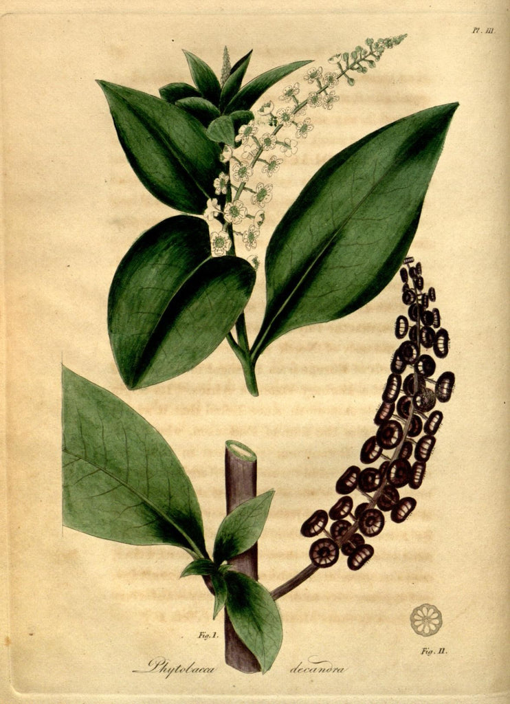 Poke Root (Phytolacca americana) Vintage Botanical Illustration