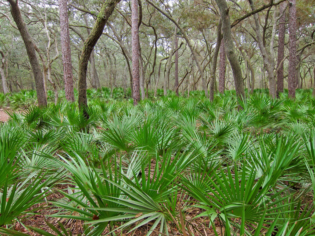 Saw Palmetto (Serenoa repens) Wild Herb Plant Leaf and Berry