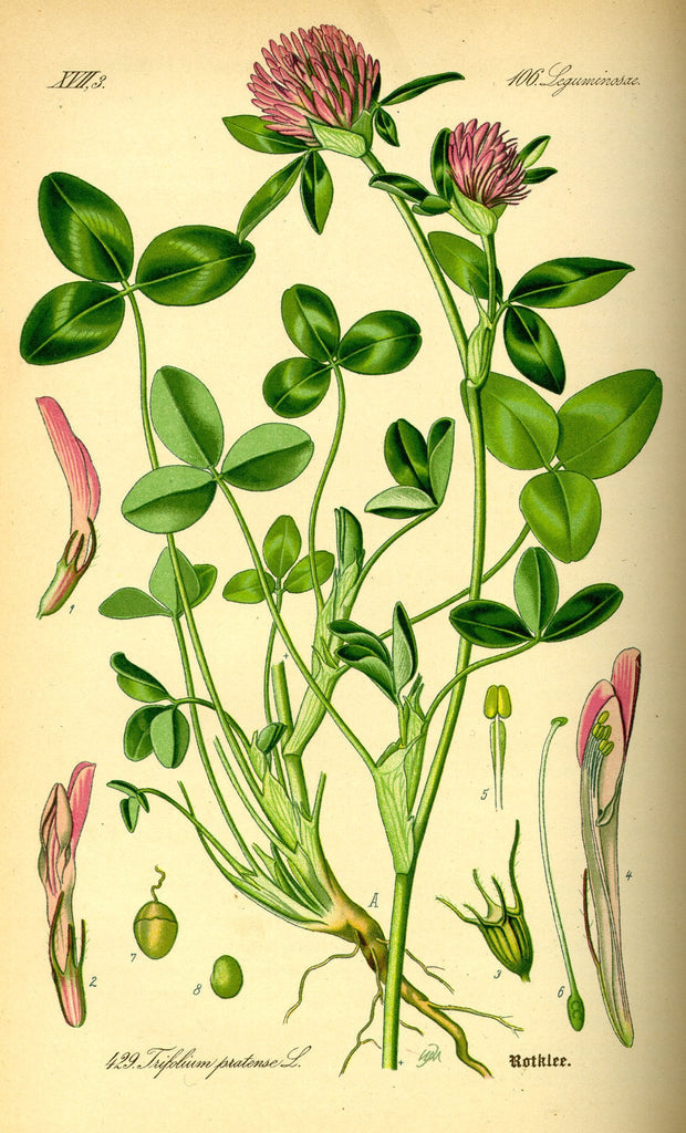 Red Clover (Trifolium pratense) Vintage Botanical Illustration