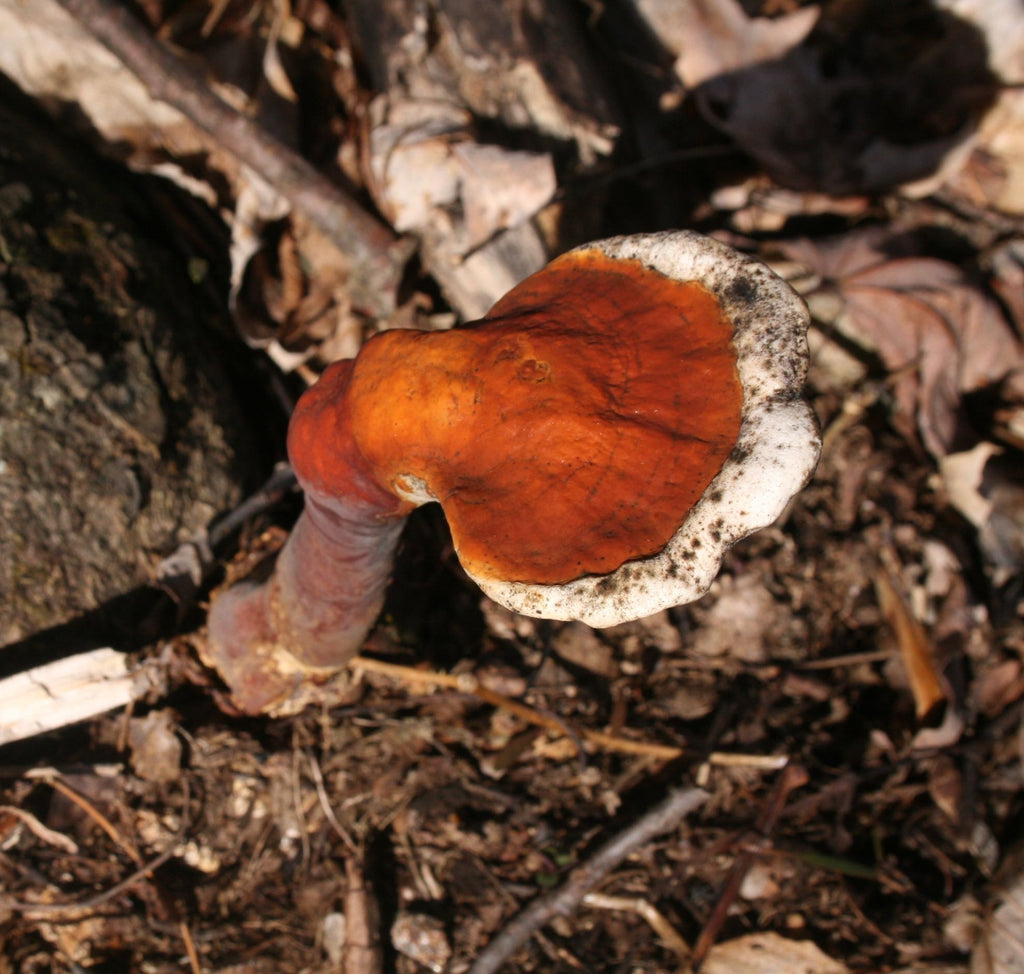 Reishi Mushroom (Ganoderma lucidum/tsugae) Wild Plant Herb Fungus Cap Fruiting Body