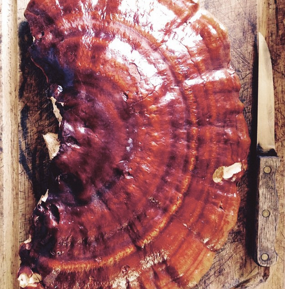 Reishi Wild Mushroom (Ganoderma tsugae) Being Sliced Up
