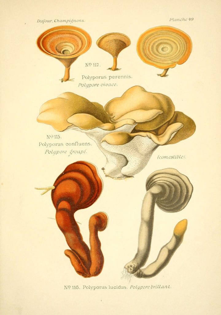 Reishi Mushroom (Ganoderma lucidum/tsugae) Vintage Botanical Illustration