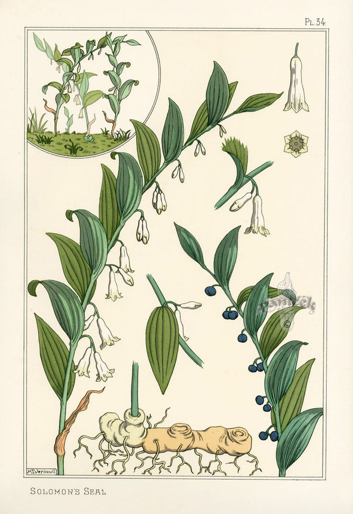 Solomon's Seal Root (Polygonatum biflorum) Vintage Botanical Illustration
