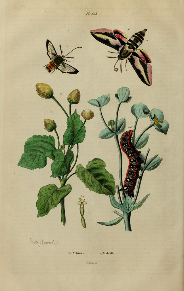 Spilanthes (Acmella oleracea) Vintage Botanical Illustration