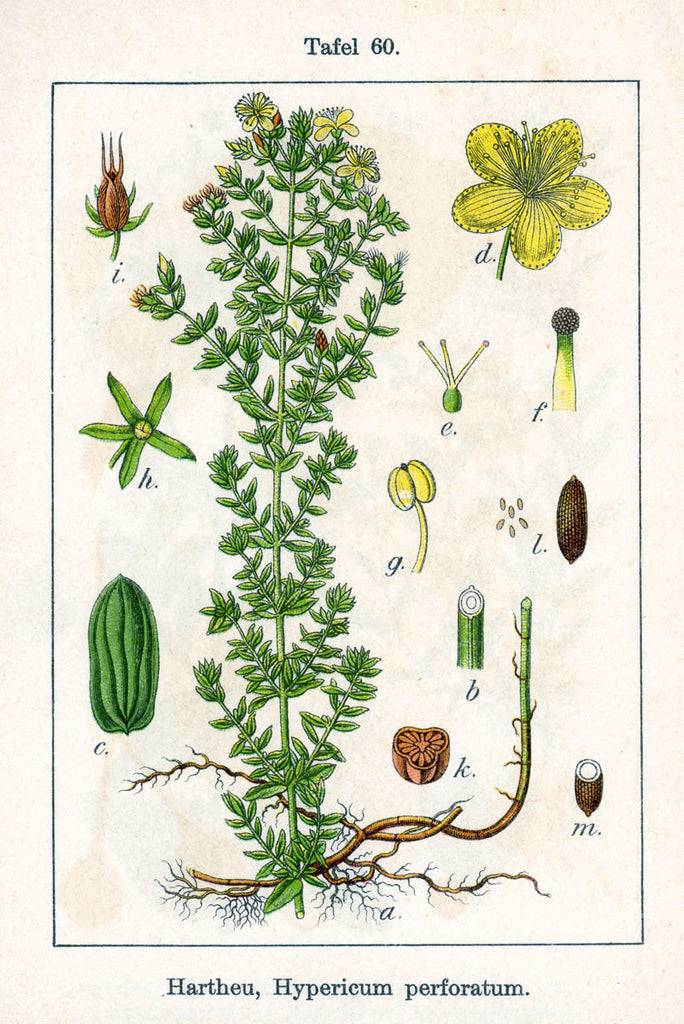 St. John's Wort (Hypericum perforatum) Vintage Botanical Illustration