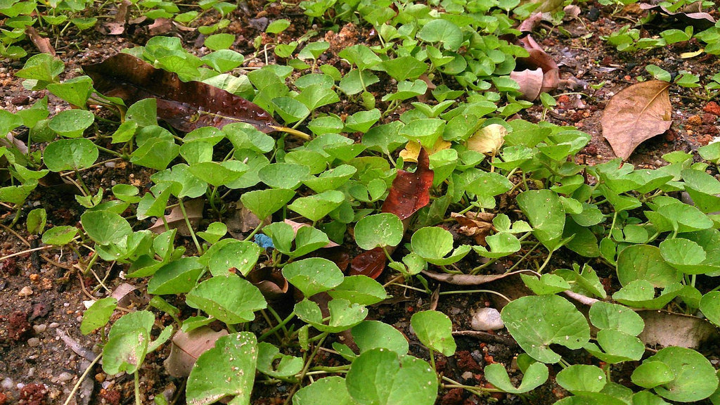Gotu Kola (Centella asiatica) Fresh Wild Leaf Plant Herb