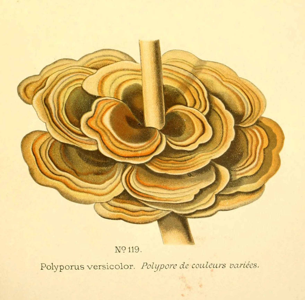 Turkey Tail Mushroom (Trametes versicolor) Vintage Botanical Illustration