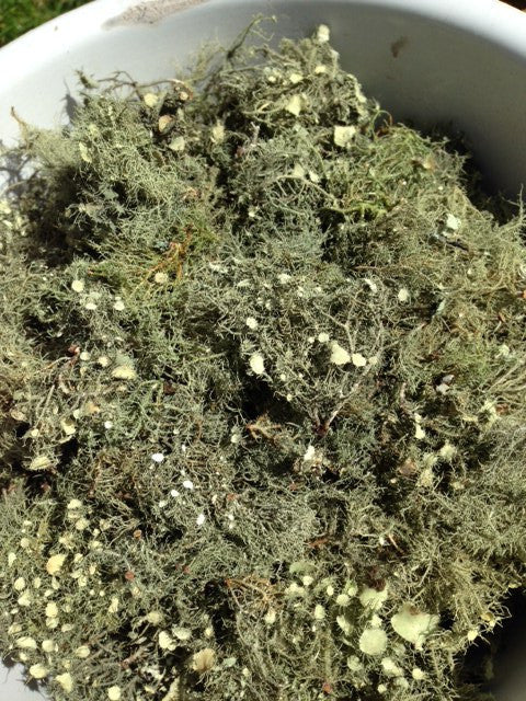 Usnea (Usnea spp.) Lichen Dried Fresh Herb Wild Plant