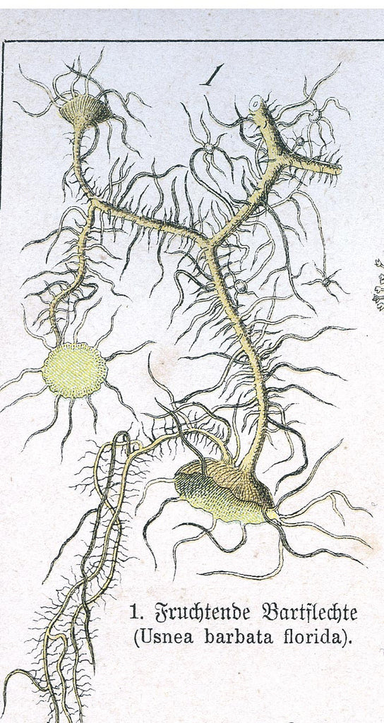 Usnea (Usnea spp.) Lichen Vintage Botanical Illustration