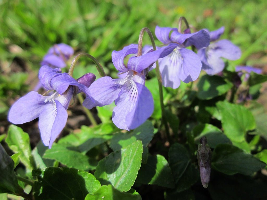 Violet (Viola spp) Fresh Plant Herb Leaf and Flower 