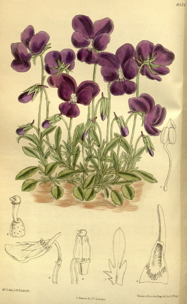 Violet (Viola spp.) Vintage Botanical Illustration