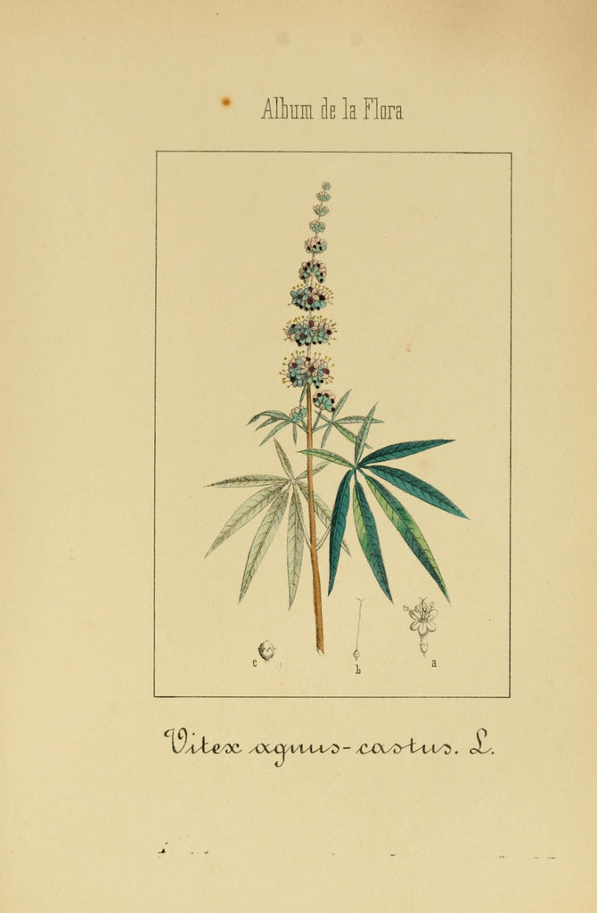 Vitex (Vitex agnus-castus) Vintage Botanical Illustration