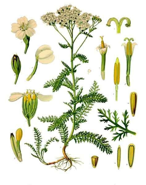 Yarrow (Achillea millefolium) Vintage Botanical Illustration