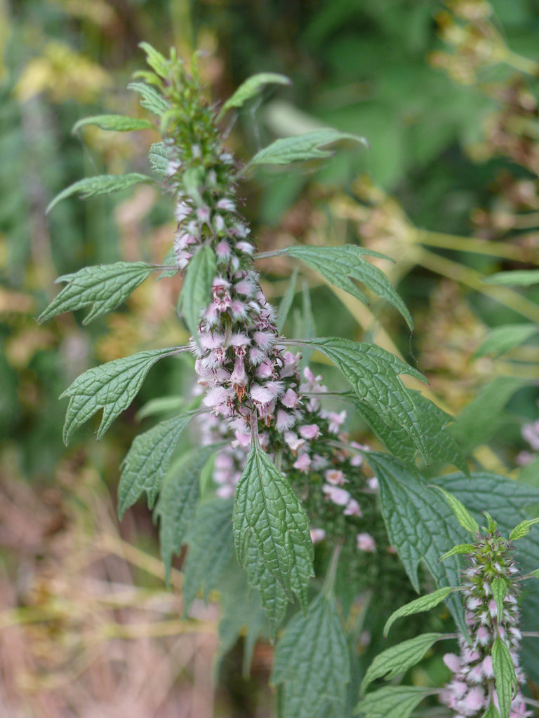 Motherwort (Leonurus cardiaca) Fresh Herb Leaf and Flowering Top
